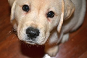 Ellie